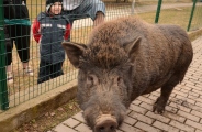 doplňujicí obrázek